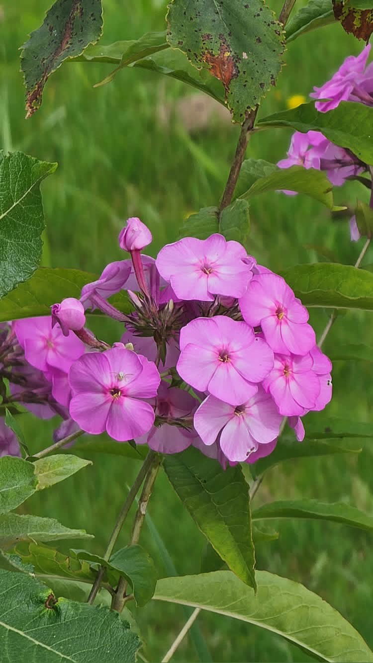 gumihohannya instagram image archive image