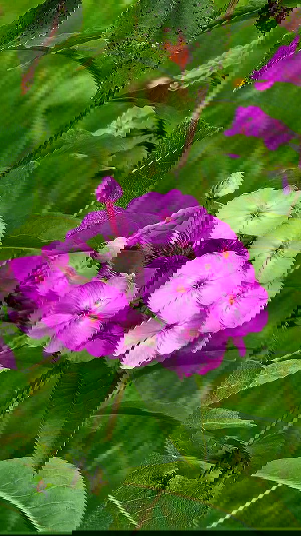 gumihohannya image ~ Altpins