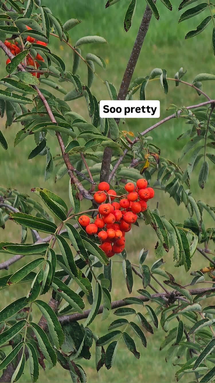 gumihohannya instagram image archive image