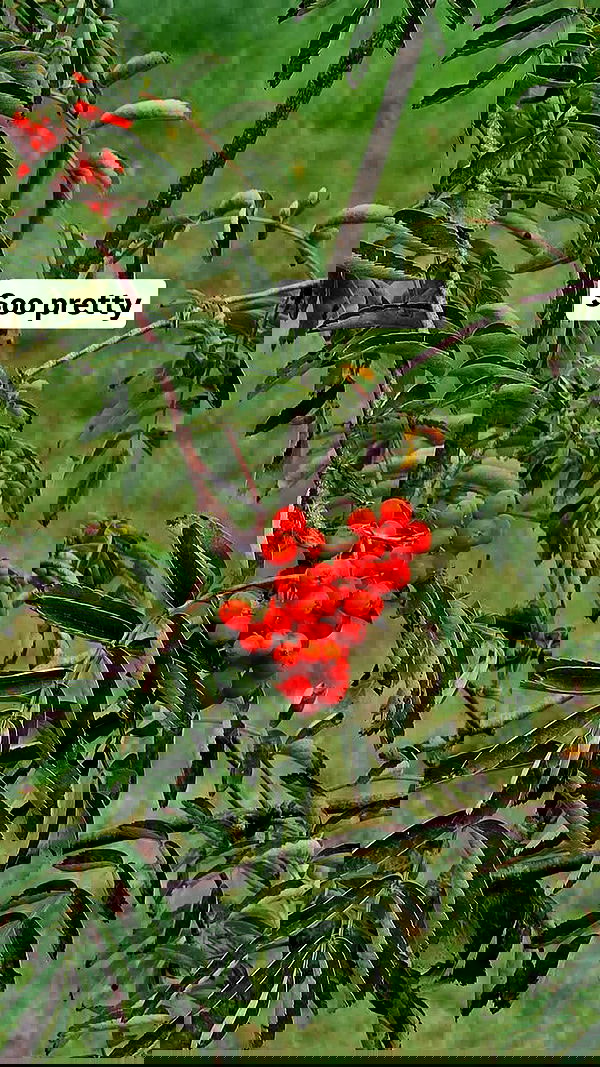 gumihohannya image ~ Altpins