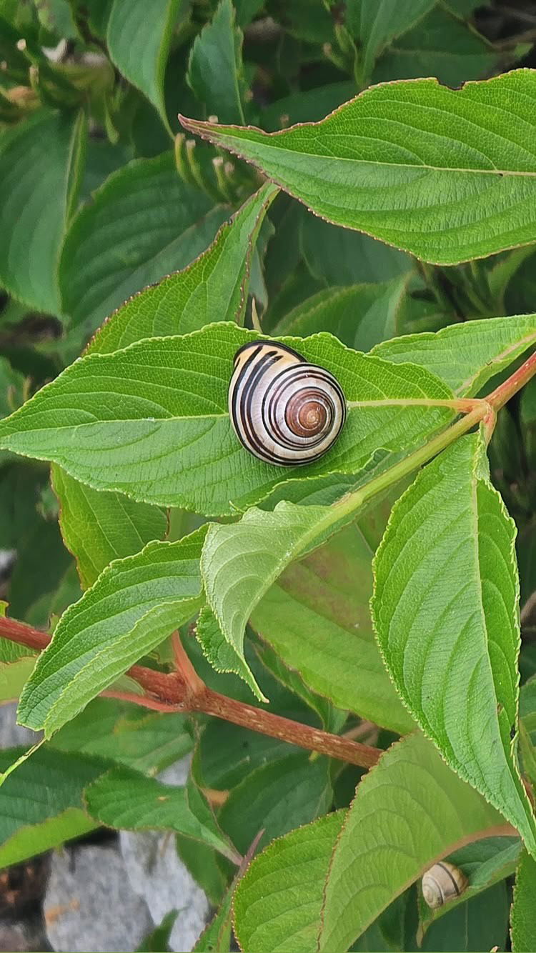 gumihohannya instagram image archive image