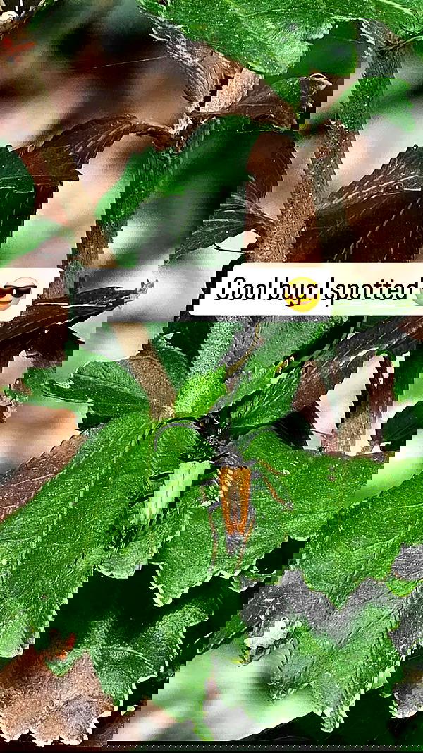 gumihohannya image ~ Altpins