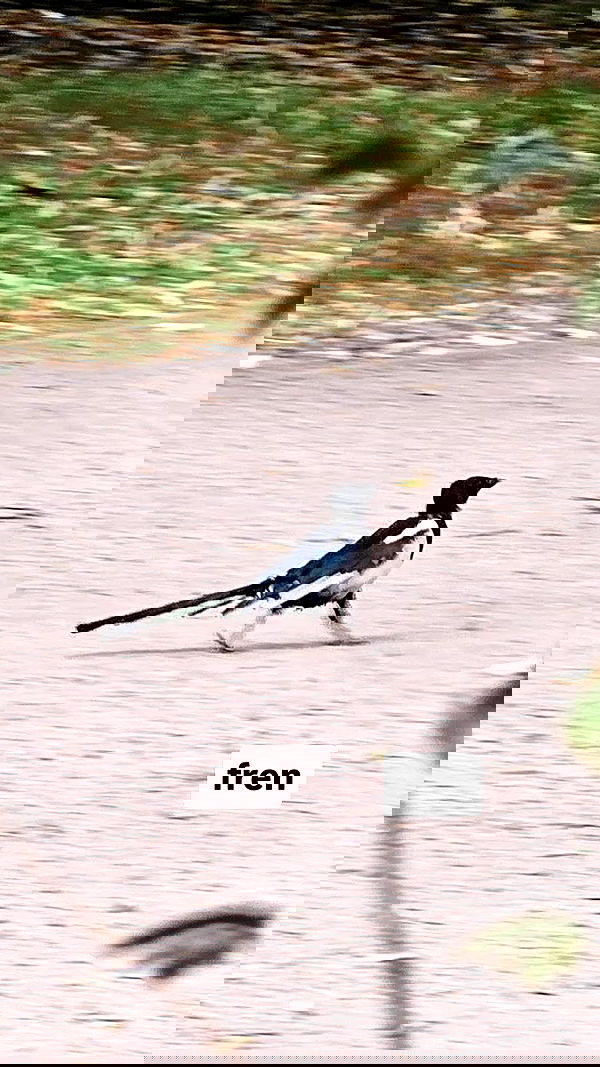 gumihohannya image ~ Altpins