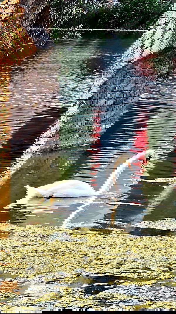 gumihohannya image ~ Altpins