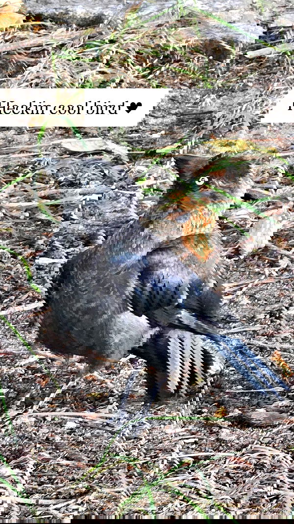 gumihohannya image ~ Altpins