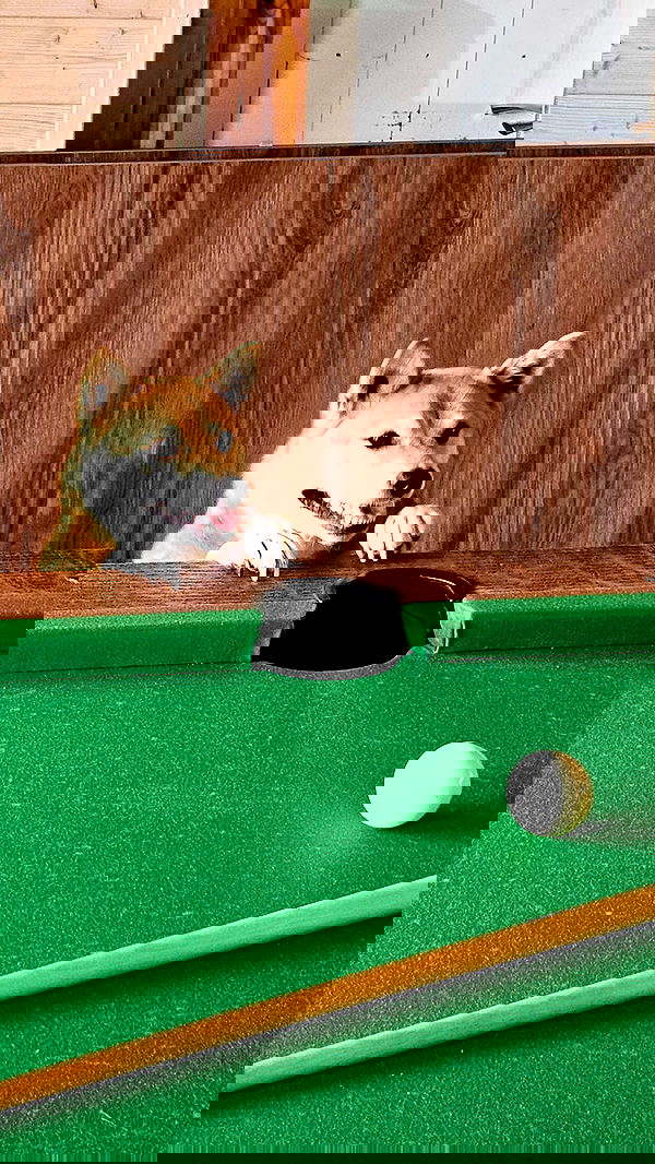 gumihohannya image ~ Altpins