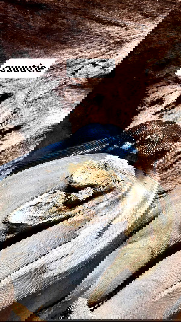 gumihohannya image ~ Altpins