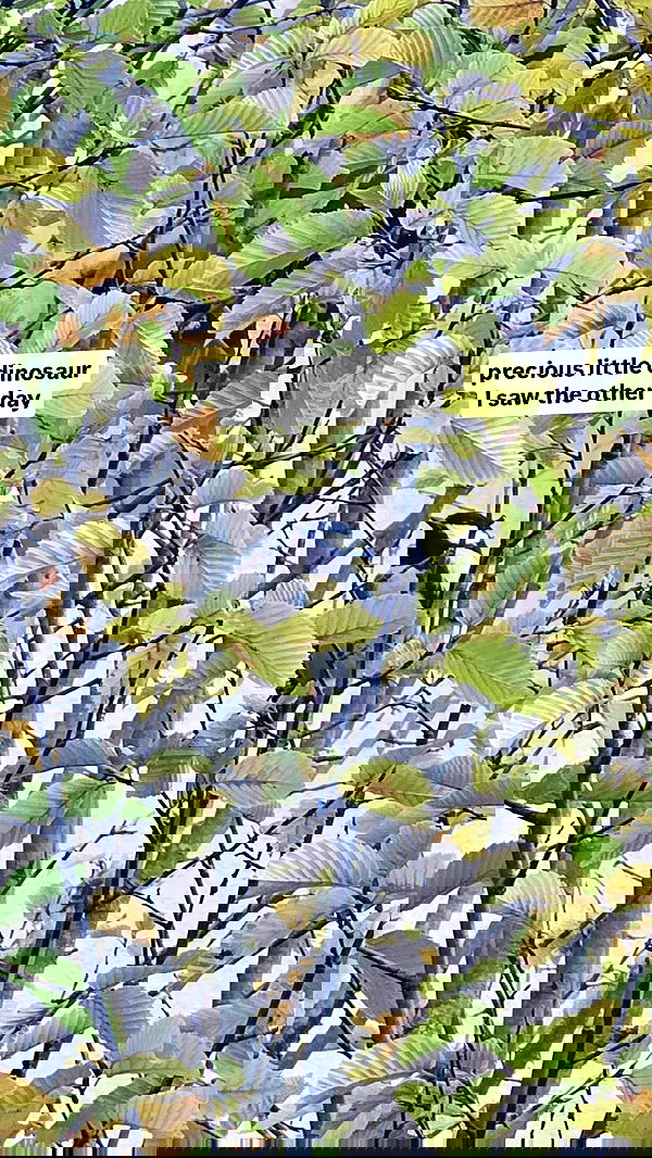 gumihohannya image ~ Altpins