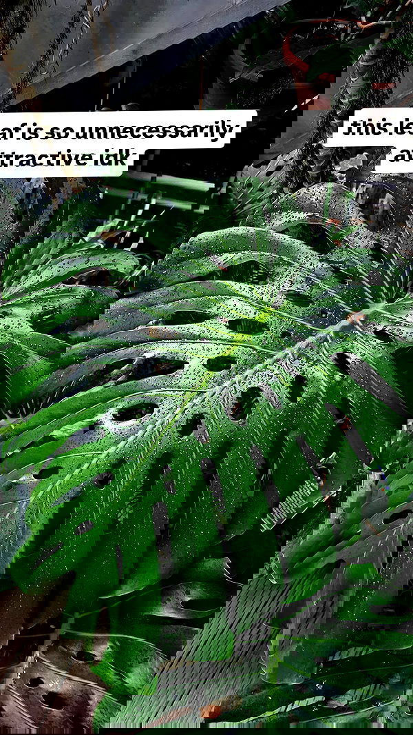 gumihohannya image ~ Altpins