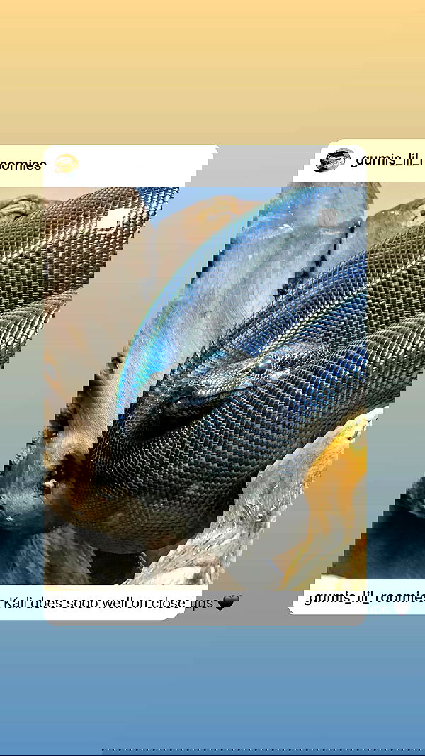 gumihohannya image ~ Altpins