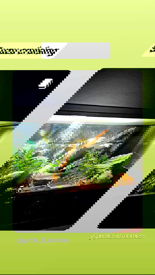 gumihohannya image ~ Altpins