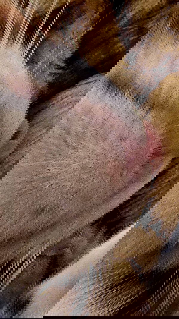 gumihohannya image ~ Altpins