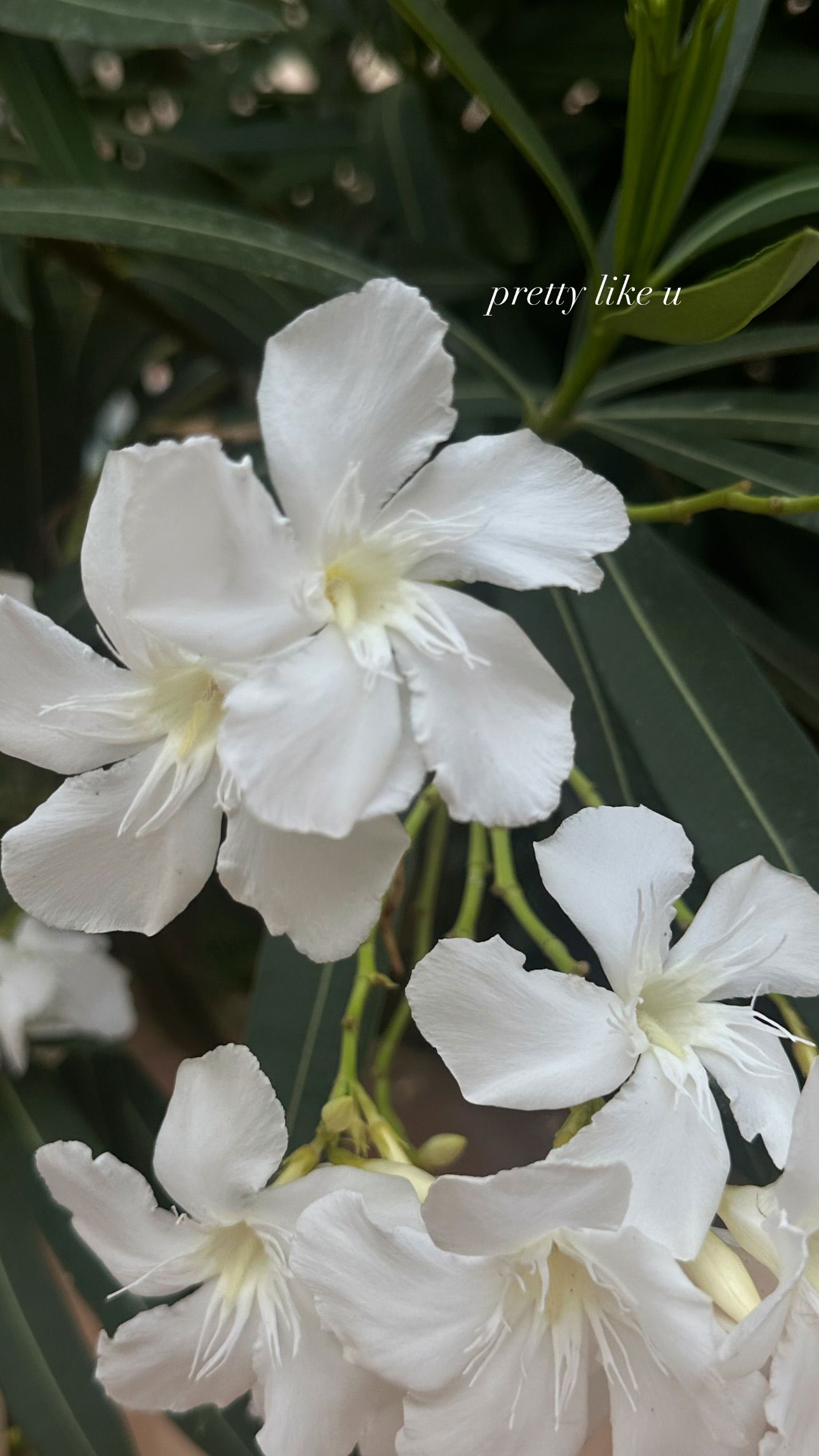 gwendolynceline instagram image archive image