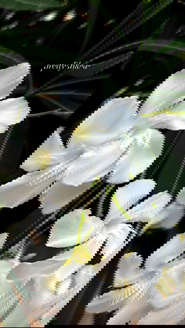 gwendolynceline image ~ Altpins