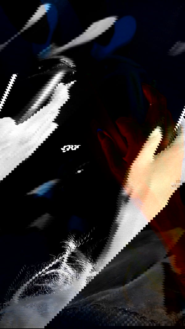 gwendolynceline image ~ Altpins