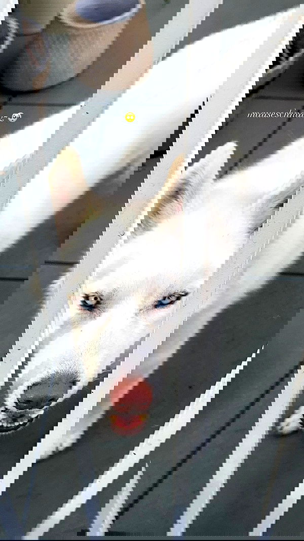 gwendolynceline image ~ Altpins