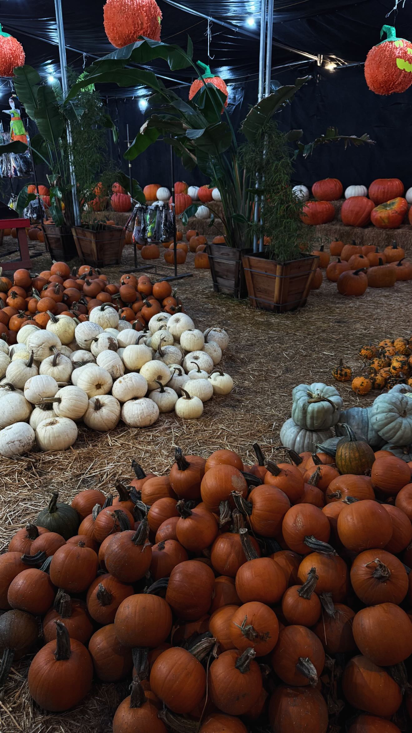 gwendolynceline instagram image archive image