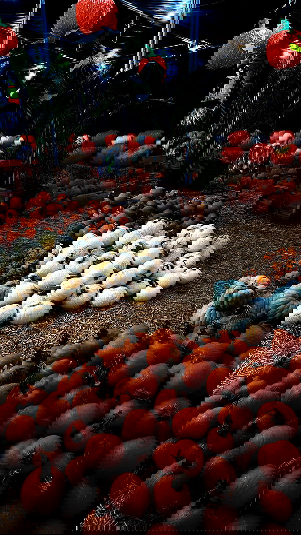 gwendolynceline image ~ Altpins