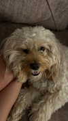hadas_mayer_ Altpins Profile Picture