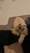 hadas_mayer_ Altpins Profile Picture
