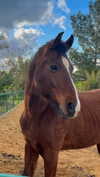 hadas_mayer_ Altpins Profile Picture