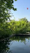 hadas_mayer_ Altpins Profile Picture