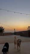 hadas_mayer_ Altpins Profile Picture
