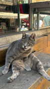 hadas_mayer_ Altpins Profile Picture