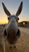 hadas_mayer_ Altpins Profile Picture