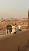 hadas_mayer_ Altpins Profile Picture