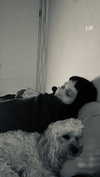 hadas_mayer_ Altpins Profile Picture