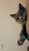 hadas_mayer_ Altpins Profile Picture
