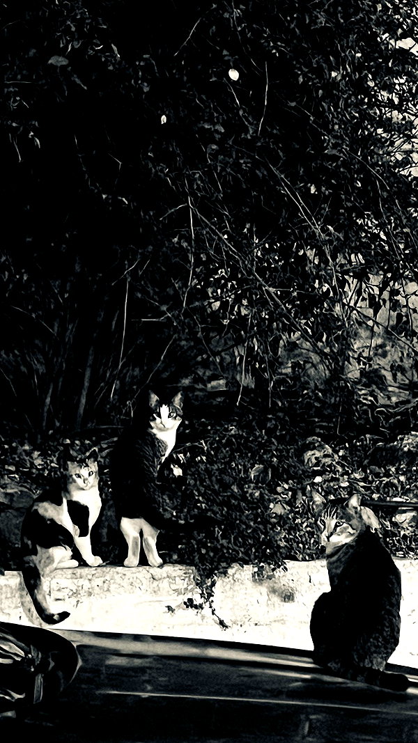 hadas_mayer_ hadas_mayer_ archive image