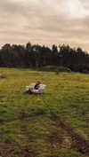 hadas_mayer_ Altpins Profile Picture