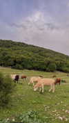 hadas_mayer_ Altpins Profile Picture