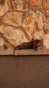 hadas_mayer_ Altpins Profile Picture