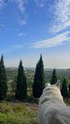 hadas_mayer_ Altpins Profile Picture