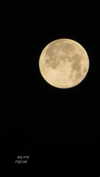 hadas_mayer_ Altpins Profile Picture