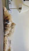 hadas_mayer_ Altpins Profile Picture