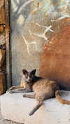 hadas_mayer_ Altpins Profile Picture