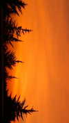 hadas_mayer_ Altpins Profile Picture
