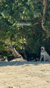 hagarschubert Altpins Profile Picture