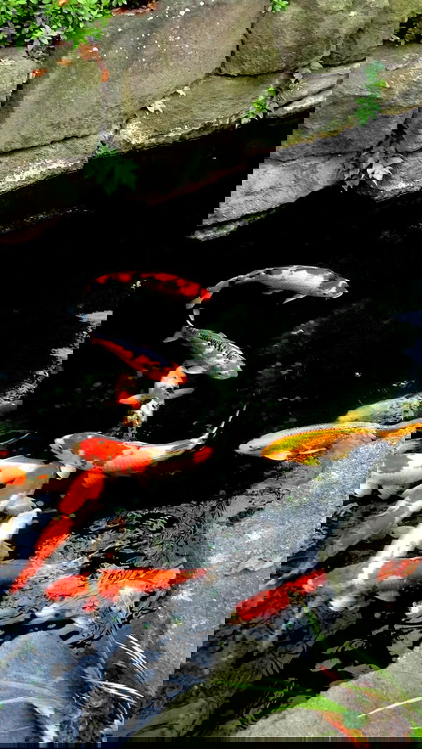 hanabellask8 hanabellask8 archive image