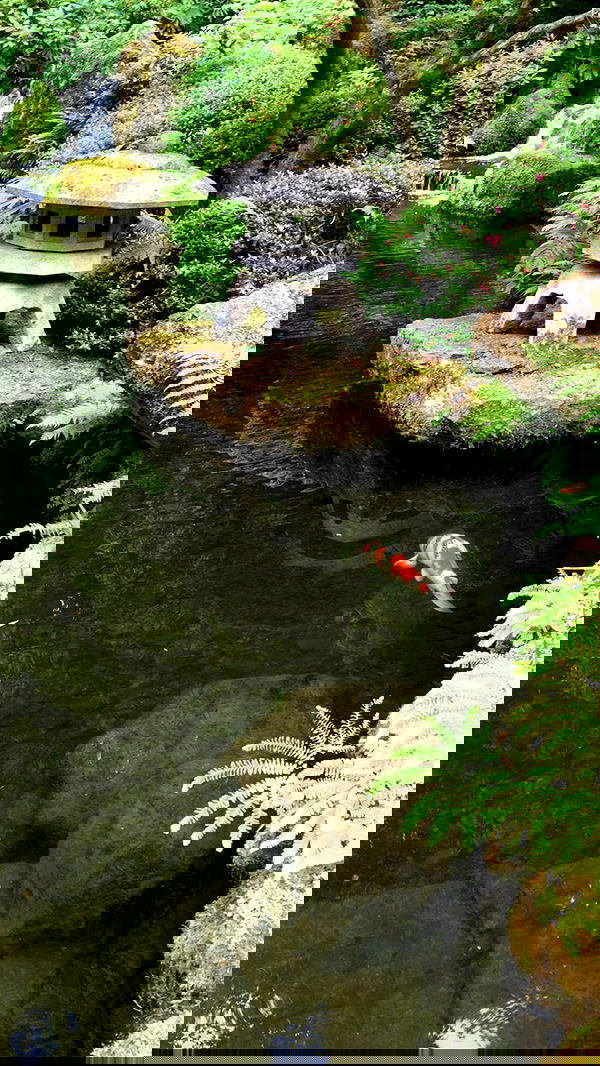 hanabellask8 hanabellask8 archive image