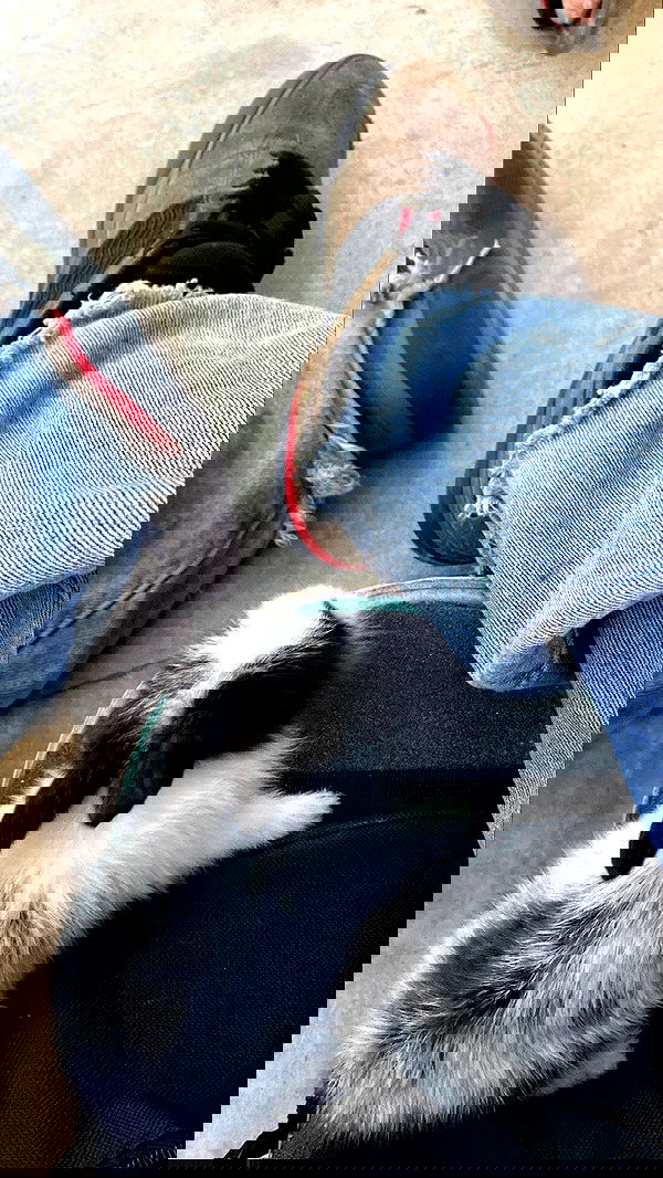 hanabellask8 hanabellask8 archive image