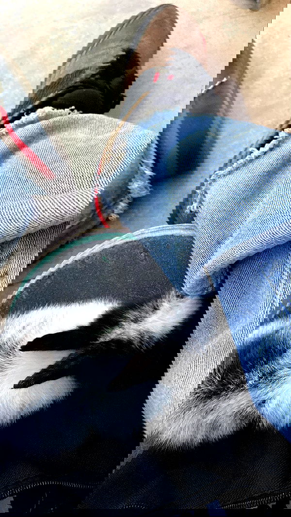 hanabellask8 hanabellask8 archive image