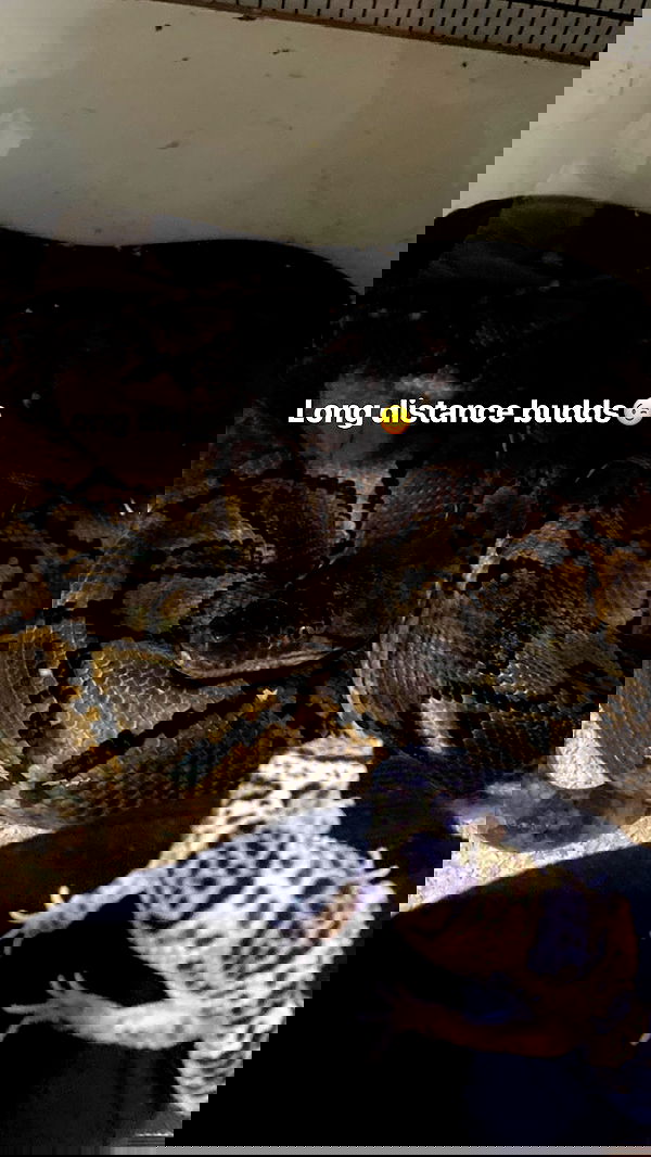 hanabellask8 hanabellask8 archive image