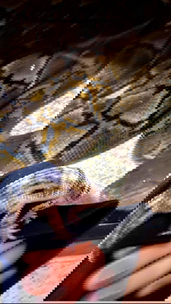 hanabellask8 hanabellask8 archive image