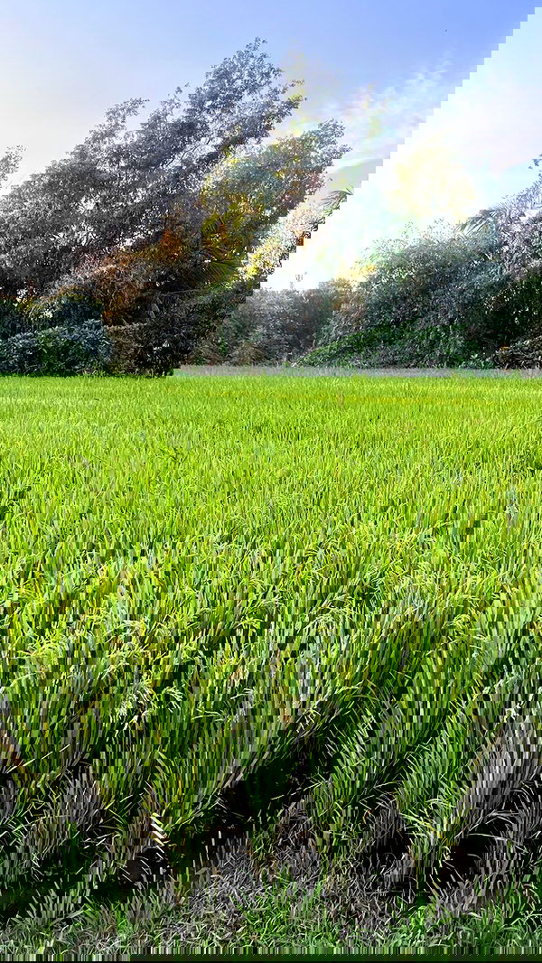 hanabellask8 hanabellask8 archive image