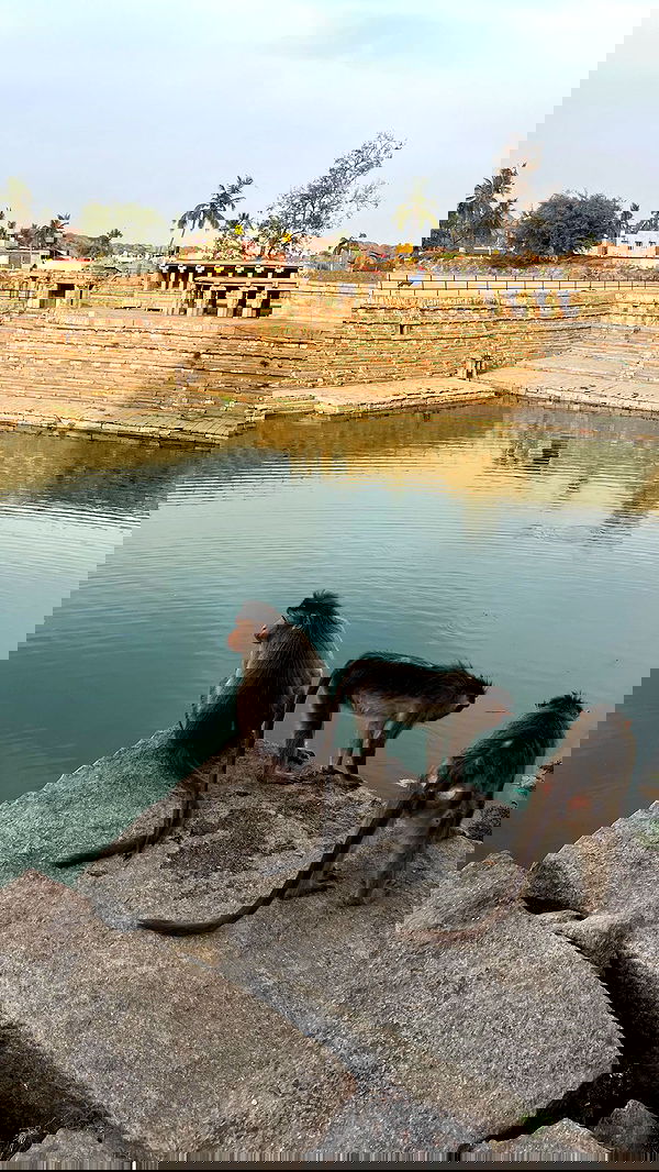 hanabellask8 hanabellask8 archive image